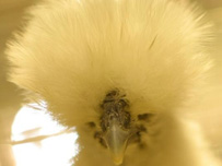 Grippe Aviaire