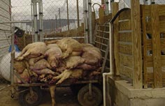 Grippe Porcine / Mexicaine