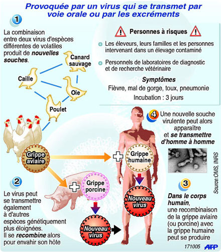 Comment la Grippe Aviaire se transmet