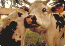 Vaches Normandes