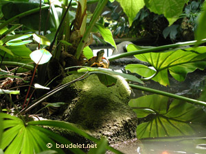 Jardin des Plantes