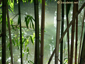 Jardin Tropical