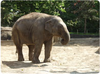 Zoo de Vincennes