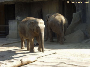 Zoo de Vincennes