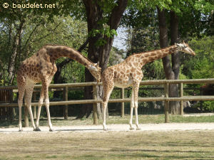 Zoo de Vincennes