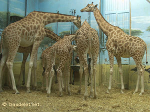 Zoo de Vincennes