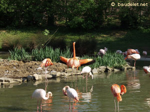 Zoo de Vincennes