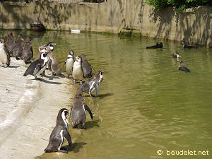 Zoo de Vincennes