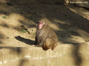 Zoo de Vincennes