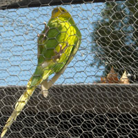 Parc Caillebotte - La Volière