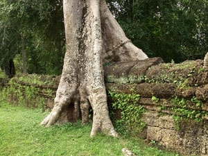 Ta Prohm