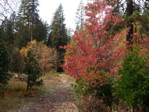 Yosemite Park