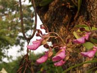 Faune et Flore