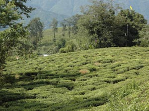 Darjeeling
