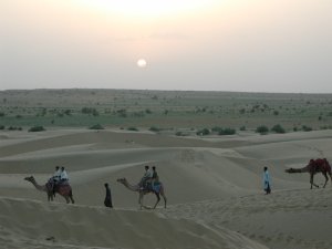 Le Dromadaire