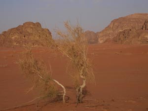 Wadi Rum