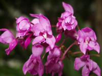 Faune et Flore