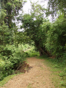 Vang Sang