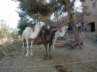 Ouarzazate