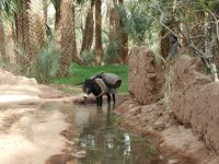Ouarzazate