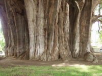 Arbre de Tule