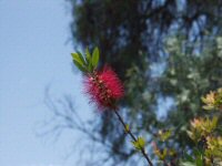 Vegetation