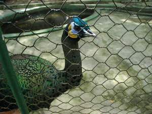 Animaux