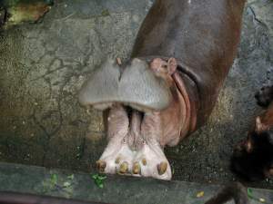 Animaux