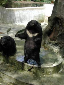 Animaux