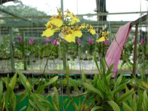 Orchidées