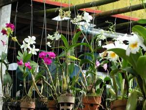 Orchidées