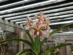 Orchidées