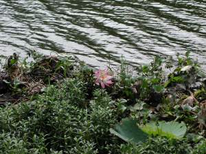 Fleurs