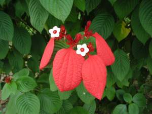 Fleurs