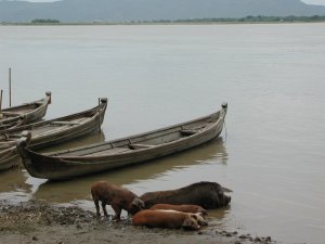 Bateau