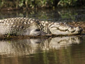 Chitwan National Park