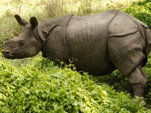 Chitwan National Park