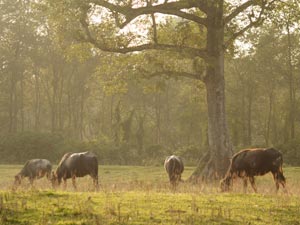Chitwan National Park