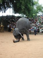 Elephants