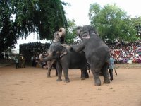 Elephants