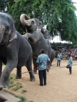 Elephants