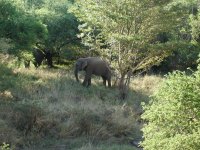 Elephants