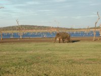 Elephants