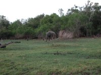 Elephants
