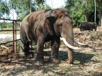 Elephants
