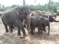 Elephants