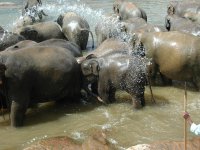 Elephants