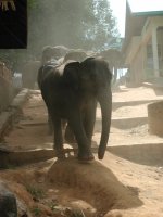 Elephants