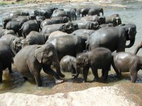 Elephants