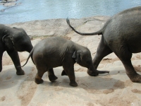 Eléphant